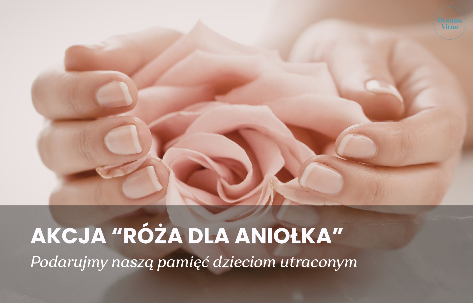 Dziękujemy darczyńcom za wsparcie akcji Róża dla Aniołka